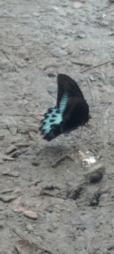Indian Blue Mormon