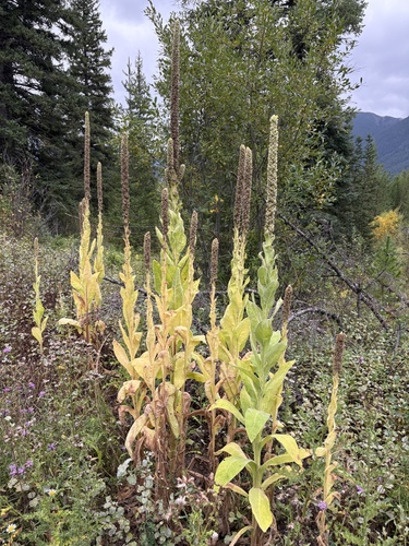 great mullein