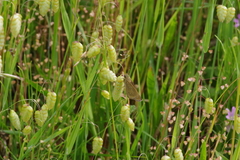 Pelopidas mathias oberthueri