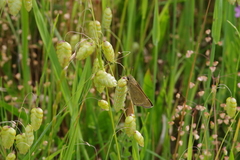 Pelopidas mathias oberthueri