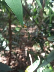 Teinobasis rufithorax
