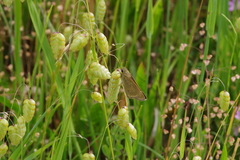 Pelopidas mathias oberthueri