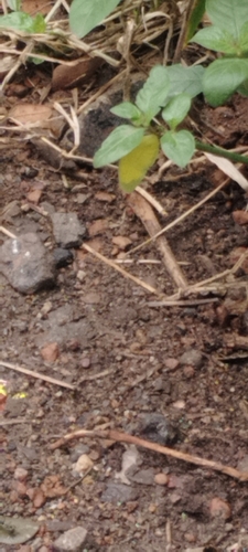 Common Grass Yellow