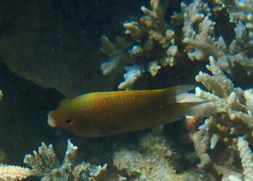Cheiloprion labiatus observed 2026-09-22