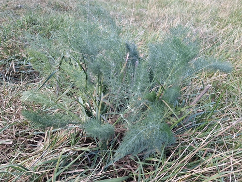 fennel