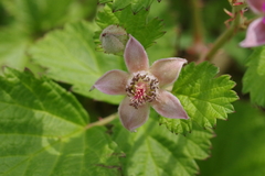 Rubus parvifolius