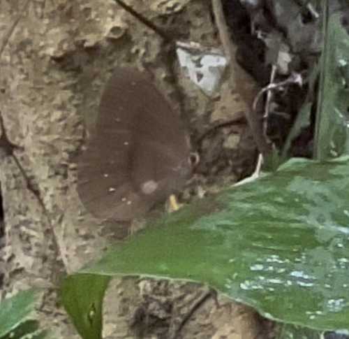 Common Faun