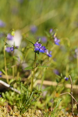Collinsia grandiflora
