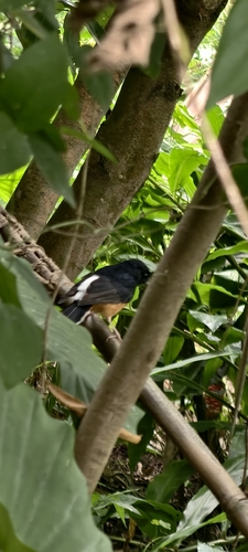 White-rumped Shama