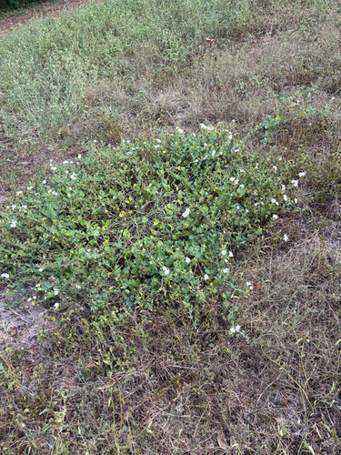 Berlandier's Trumpets