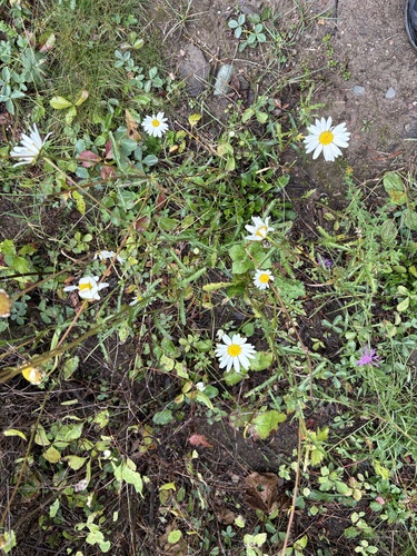 oxeye daisy