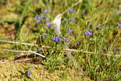 Collinsia grandiflora