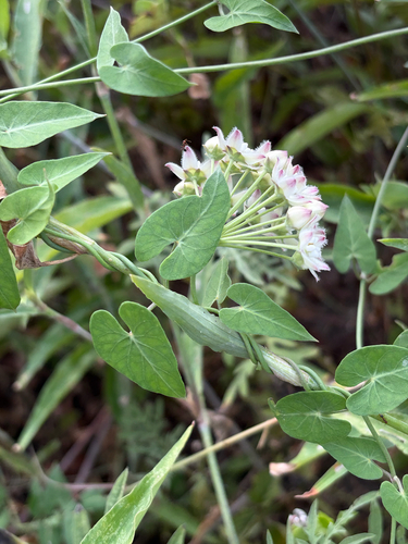climbing milkweed