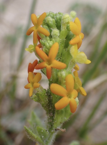 Manulea tomentosa, photograph 2