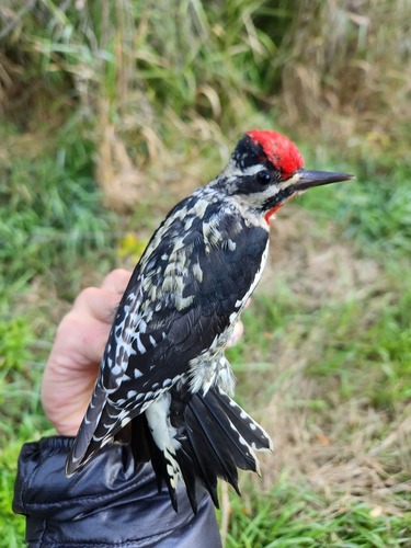 Red-naped Sapsucker