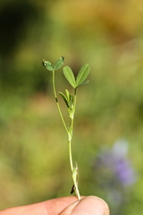 Trifolium oliganthum
