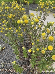 Helichrysum foetidum