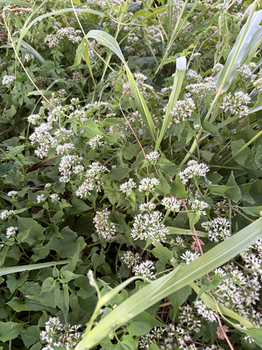 climbing hempvine