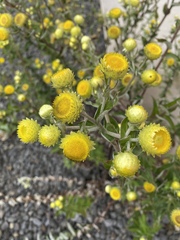 Helichrysum foetidum