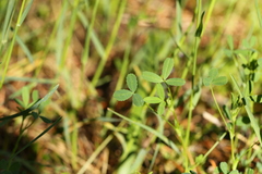Trifolium oliganthum