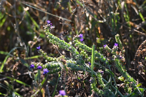 Anchusa officinalis, photograph 6