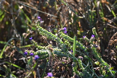 Anchusa officinalis, photograph (c) Syd Cannings, some rights reserved (CC BY)
