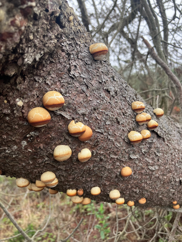 Veiled Polypore · September 2026 · photo: Photo: (c) Graham Brew, some rights reserved (CC BY) · iNaturalist