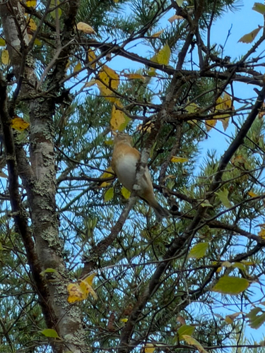 Brambling