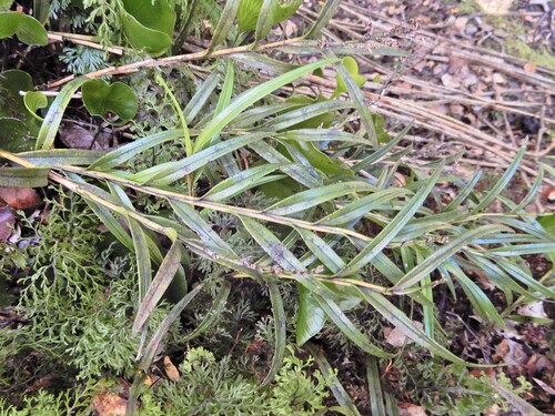 Earina autumnalis, photograph 6