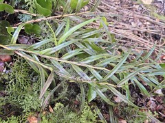 Earina autumnalis, photograph (c) Grey Smith, some rights reserved (CC BY)