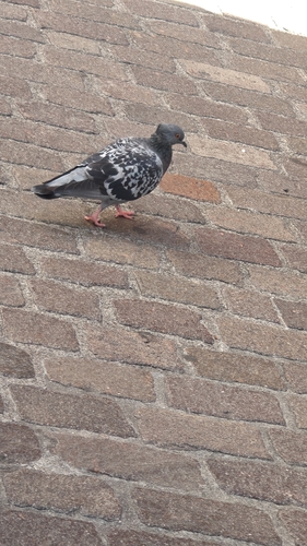 Feral Pigeon