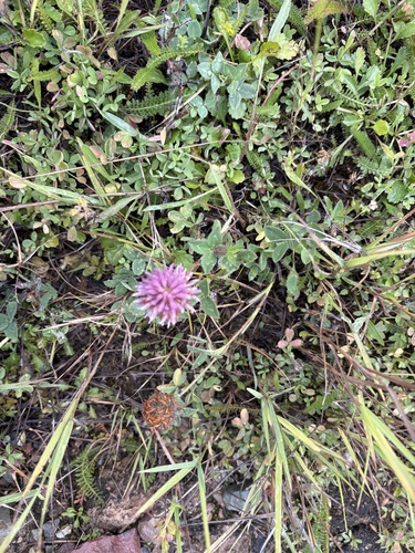 Red Clover
