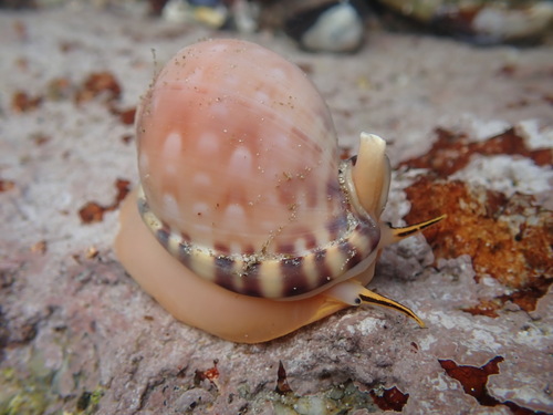 Semicassis zeylanica observed 2026-09-13