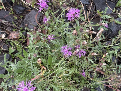 spotted knapweed