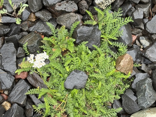 common yarrow