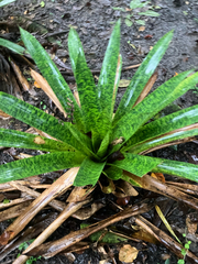 Werauhia kupperiana