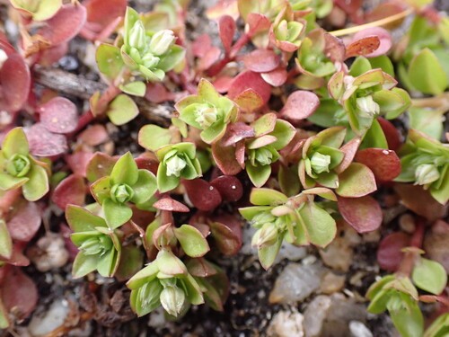 Polycarpon tetraphyllum, photograph 5