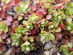 (c) Cricket Raspet, some rights reserved (CC BY) Polycarpon tetraphyllum, photograph (c) Cricket Raspet, some rights reserved (CC BY)