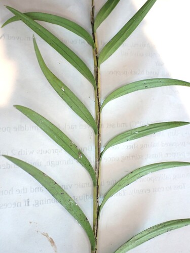 Earina autumnalis, photograph 5