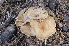 Ampulloclitocybe