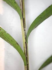 Earina autumnalis, photograph (c) Grey Smith, some rights reserved (CC BY)
