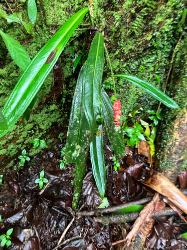 Anthurium bakeri (Anthurium bakeri)