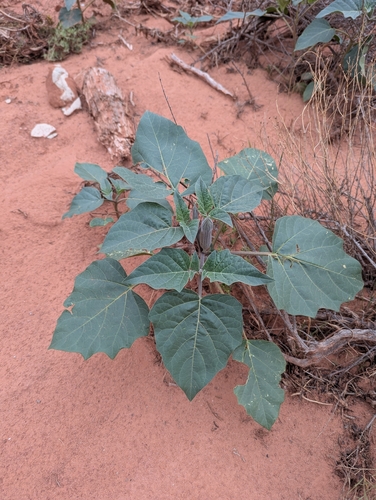 Sacred Datura
