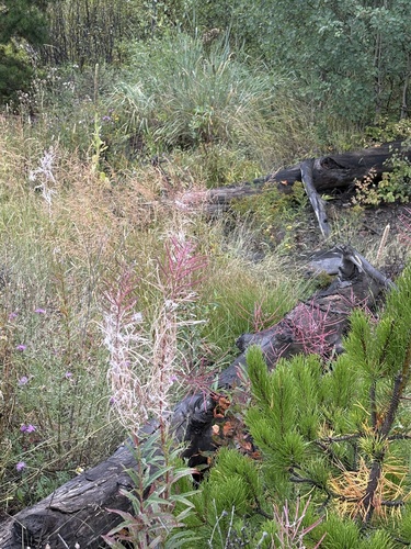 fireweed