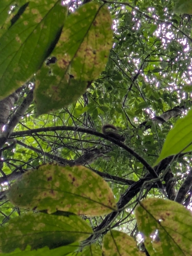 Prosciurillus leucomus