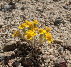 Eriophyllum wallacei