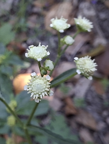Santa Maria feverfew (Parthenium hysterophorus)