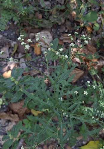 Escobilla (Parthenium) (Parthenium hysterophorus)