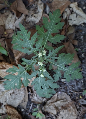 Escobilla (Parthenium) (Parthenium hysterophorus)