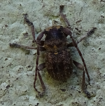 Microcleptes